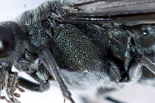 Dolerus haematodes
